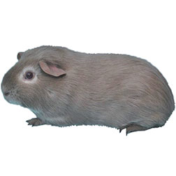 Blue and Tan Guinea Pig